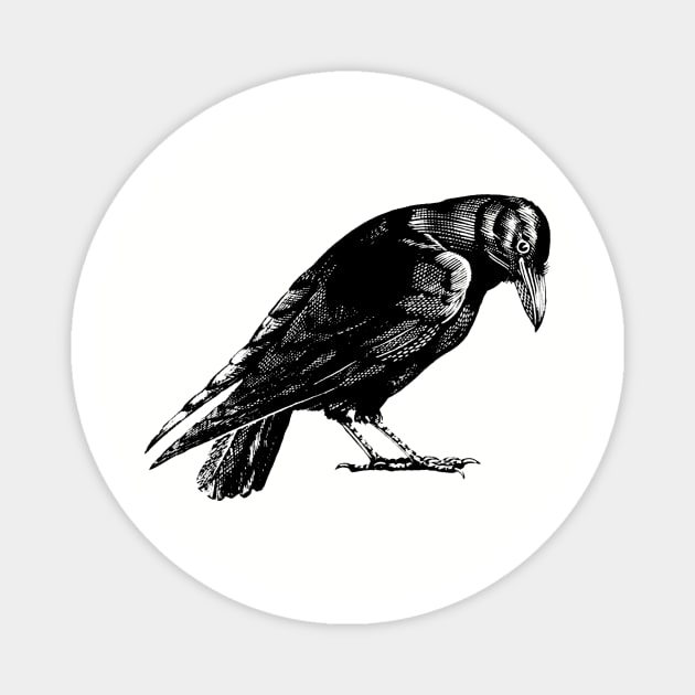 Curious Crow or Raven Magnet by Pixelchicken